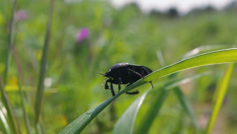 Close-up:-black-beetle-crawling-on-green-leafy-plant-with-jagged-legs-and-then-falls