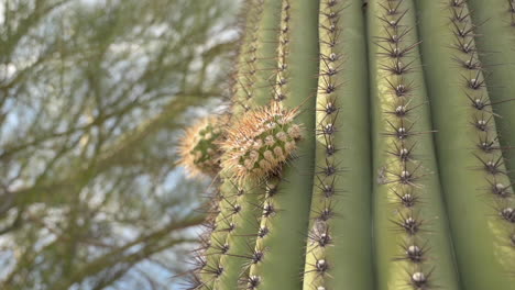 Two-New-Arms-Growing-On-The-Spiky-Saguaro-Cactus-In-Tucson,-Arizona,-USA