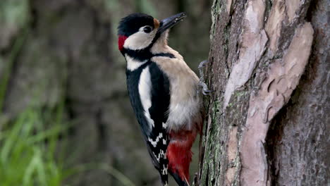 Great-spotted-woodpecker-moving-on-a-tree,-showing-his-tongue-that-protrudes-40mm-beyond-the-tip-of-his-bill