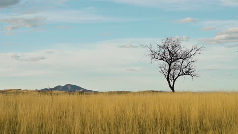 Einsamer-Baum-Auf-Einem-Feld-In-Der-Landschaft-Von-Arizona---Zeitlupe