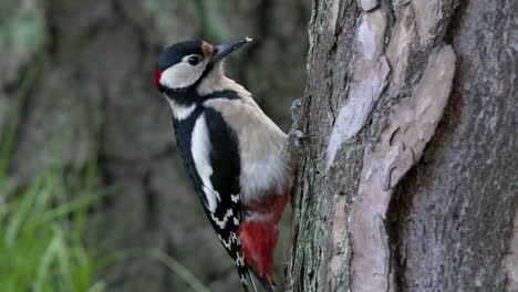 Spotted-woodpecker-puts-a-bean-in-a-tree-for-later