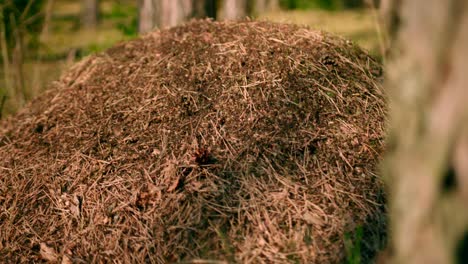 Diaaufnahme-Eines-Ameisenhaufens-In-Einem-Wald-Hinter-Bäumen