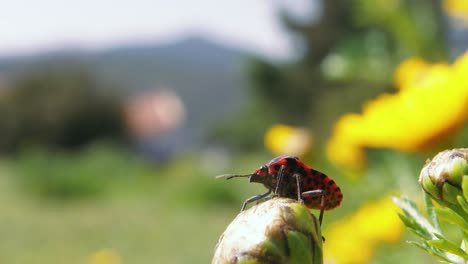 Close-up:-black-and-red-beetle-slowly-climbs-up-flower-bud-to-the-top,-shallow-depth-of-field