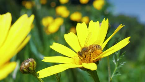 One-honey-bee-feeds-on-pollen-and-nectar-of-yellow-flower-on-sunny-day,-close-up