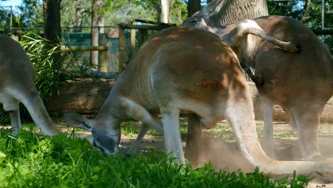 Känguru-Gräbt-Auf-Dem-Boden,-Während-Sich-Ein-Anderes-Kratzt---Rote-Riesenkängurus-In-Brisbane,-Australien