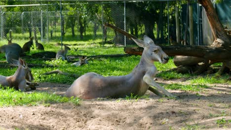 Relaxed-Kangaroos-Sit-And-Lying-Down-On-Sandy-Meadow-Landscape-At-Park-In-Brisbane,-Australia