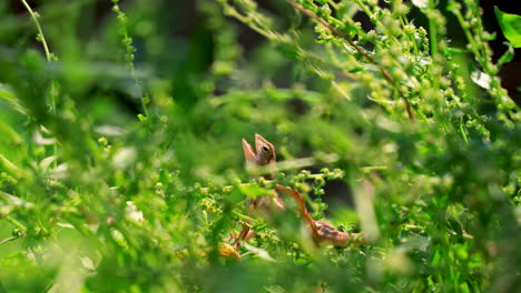 Female-oriental-garden-lizard-hunting-among-green-plants,-Close-up