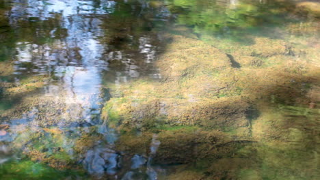 Fließendes-Wasser-über-Moosiges-Flussbett