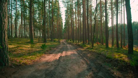 A-picturesque-Muddy-forest-road.-Dirty-forest-road