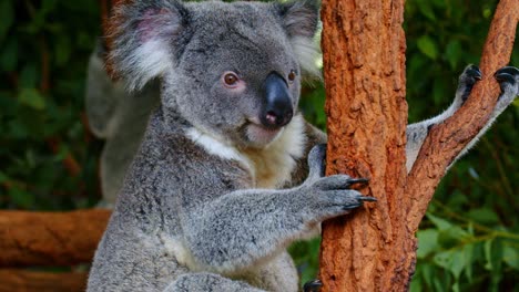 Oso-Koala-Australiano-Aferrándose-A-Un-Tronco-De-árbol-En-El-Santuario-De-Koalas-De-Lone-Pine-En-Queensland,-Australia