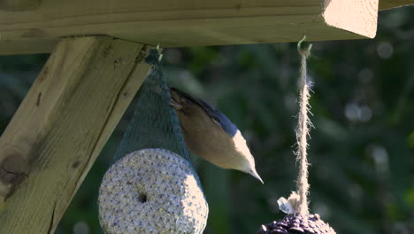 A-nuthatch-feeding-on-a-bird-feeder-with-fat-ball