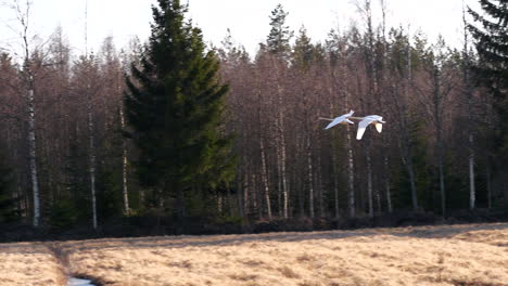 Tracking-shot-of-Swans-flying-over-spring-field