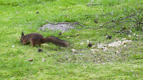 Europäisches-Rotes-Eichhörnchen-Versteckt-Eine-Erdnuss-Im-Boden-Für-Später
