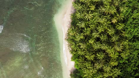 Luftaufnahme-Von-Oben-Nach-Unten-Von-Grünen-Wellen,-Die-Sich-Am-üppigen-Indonesischen-Palmenstrand-Waschen