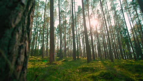 Low-angle-shot-of-forest-at-sunrise-on-a-summers-day-with-light-flickering-through-the-woods