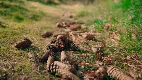 Slide-Shot-Pine-Cone-Lying-On-The-Grass