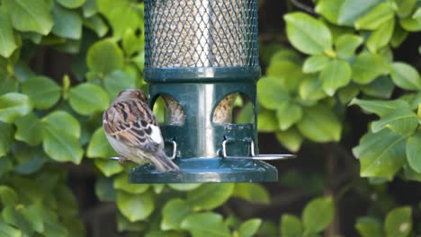 Closeup-Of-A-House-Sparrow-On-A-Bird-Feeder
