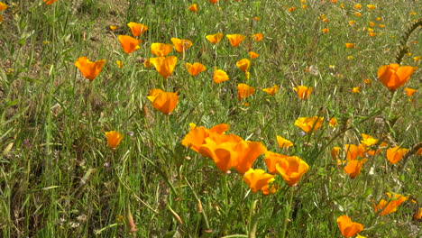 Feld-Mit-Orangefarbenen-Mohnblumen,-Die-Sich-An-Einem-Sonnigen-Tag-Im-Sanften-Wind-In-Kalifornien,-USA,-Wiegen