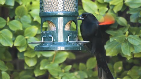 Red-Winged-Blackbird-Feeding-At-Backyard-Feeder