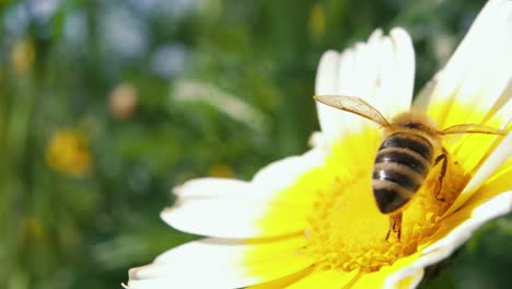 Profil-Und-Hinteransicht-Einer-Honigbiene,-Die-Sich-An-Sonnigen-Tagen-Von-Pollen-Und-Nektar-Ernährt,-Nahaufnahme