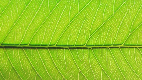 Macro-of-a-guava-leaf-showing-detailed-veins-blowing-against-the-wind