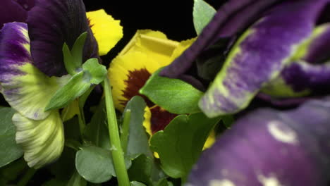 Gleitender-Makroschuß-über-Violetten-Blumen