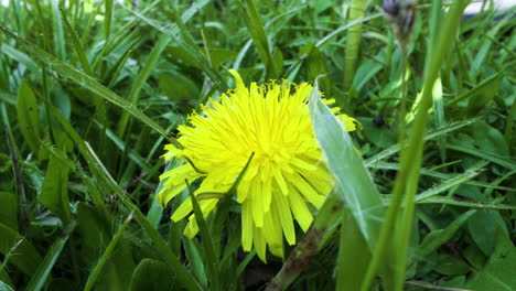 A-Dandelion-flower-in-the-grass