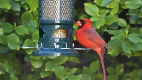 Nahaufnahme-Eines-Nördlichen-Roten-Kardinals,-Der-Sich-Von-Einem-Vogelhäuschen-Im-Freien-Ernährt