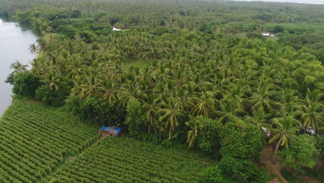 Orbit-Aerial-Shot-Of-A-Large-Coconut-Farm-Plantation-Beside-A-River-In-Province