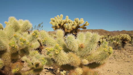 The-Spiky-Cholla-Cactus-On-The-Dry-Desert-In-Tucson,-Arizona,-USA-On-A-Sunny-Day