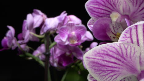 Impresionante-Foto-Macro-Entre-Orquídeas.-Tiro-Macro