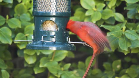 Close-Up-Northern-Red-Cardinal-Portrait,-Feeding-In-Urban-Backyard