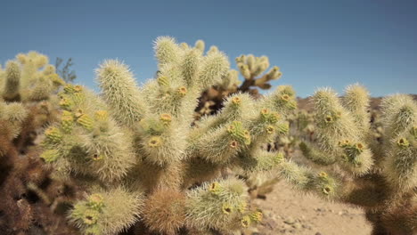 Cholla-Catus-Mit-Gelber-Blütenknospe-Blüht-In-Der-Wüste-In-Tucson,-Arizona,-Usa-An-Einem-Sonnigen-Sommertag