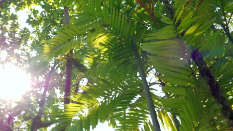 Sun-Peaking-Through-Palm-Tree-Leaves-In-Caribbean-Paradise