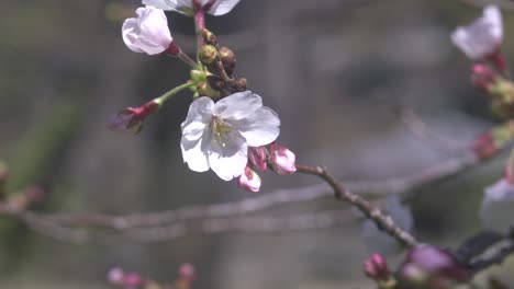 Zierliche-Und-Zarte-Kirschblüten-Und-Knospen-Im-Frühling---Nahaufnahme
