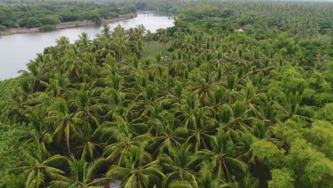 Pull-Out-Aerial-Dolly-In-Shot-Of-A-Coconut-Farm-Beside-A-River