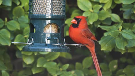 Nahaufnahme-Des-Nördlichen-Roten-Kardinals-An-Einem-Vogelhäuschen