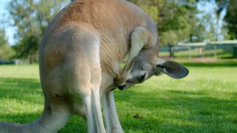 Kangaroo-Grooming-Itself-On-Meadow-With-Blurry-Nature-Landscape-In-Brisbane-Countryside,-Australia
