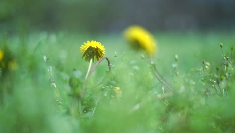extreme-macro-of-a-dandelion-on-a-fresh-green-lawn-in-spring
