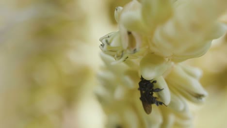 Macro-close-up-of-small-bees-pollinating-the-tiny-flowers-on-a-coconut-palm-tree-on-a-bright-summer-day-in-Brazil-in-slow-motion