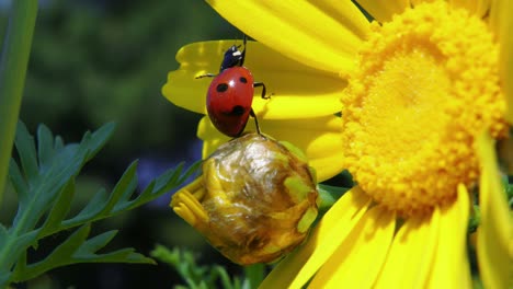 Colorful-spotted-ladybug-climbs-up-from-flower-bud-to-yellow-petal-and-disappears,-close-up