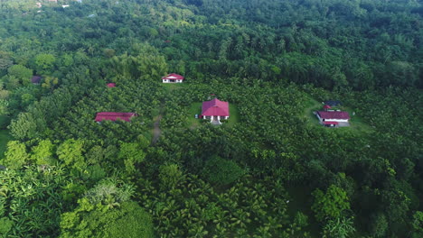 Establishing-Aerial-Shot-Of-A-Coconut-Farm-WIth-Houses-In-The-Middle