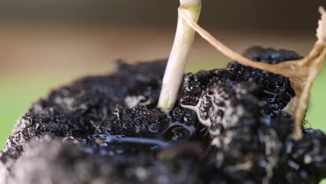Macro-shot-of-the-roots-of-a-small-cabbage-plant-being-watered