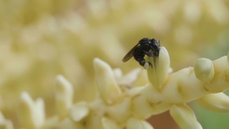 Makro-Nahaufnahme-Von-Kleinen-Bienen,-Die-Die-Winzigen-Blüten-Auf-Einer-Kokospalme-An-Einem-Hellen-Sommertag-In-Brasilien-In-Zeitlupe-Bestäuben