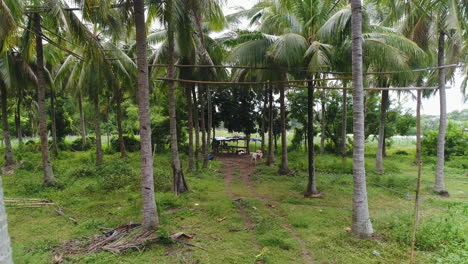 Pull-Out-Aerial-Shot-Of-Coconut-Trees-With-Bamboo-Bridges-For-Lambanong-Farming