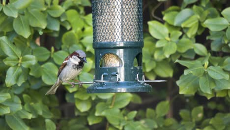 House-Sparrow---American-Gold-Finch-On-A-Bird-Feeder