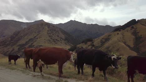 Walking-Past-Cattle-being-Herded-on-Mountainous-Dirt-Road