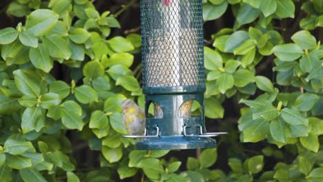 American-Goldfinch-Feeds-At-A-Bird-Feeder,-Urban-Backyard