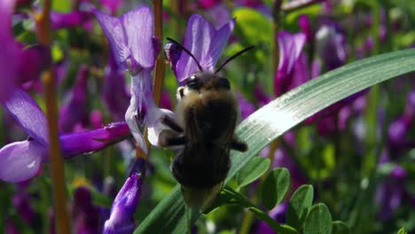 Nahaufnahme:-Eine-Schwarze-Hummel-Ernährt-Sich-Von-Pollen-Und-Nektar-Auf-Violetten-Blütenblättern-Und-Fliegt-Davon