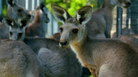 Mob-Of-Red-Kangaroos-In-An-Animal-Sanctuary-In-Brisbane,-Queensland---Macropus-Rufus-In-Australia---zoom-in-shot